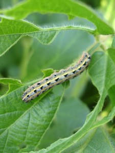 larva-1000426_960_720